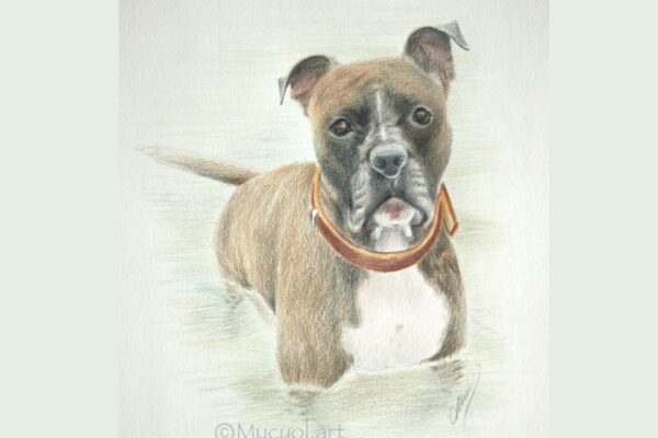 Portrait d'un chien sur commande, d'après photo. Réalisation aux crayons de couleur.