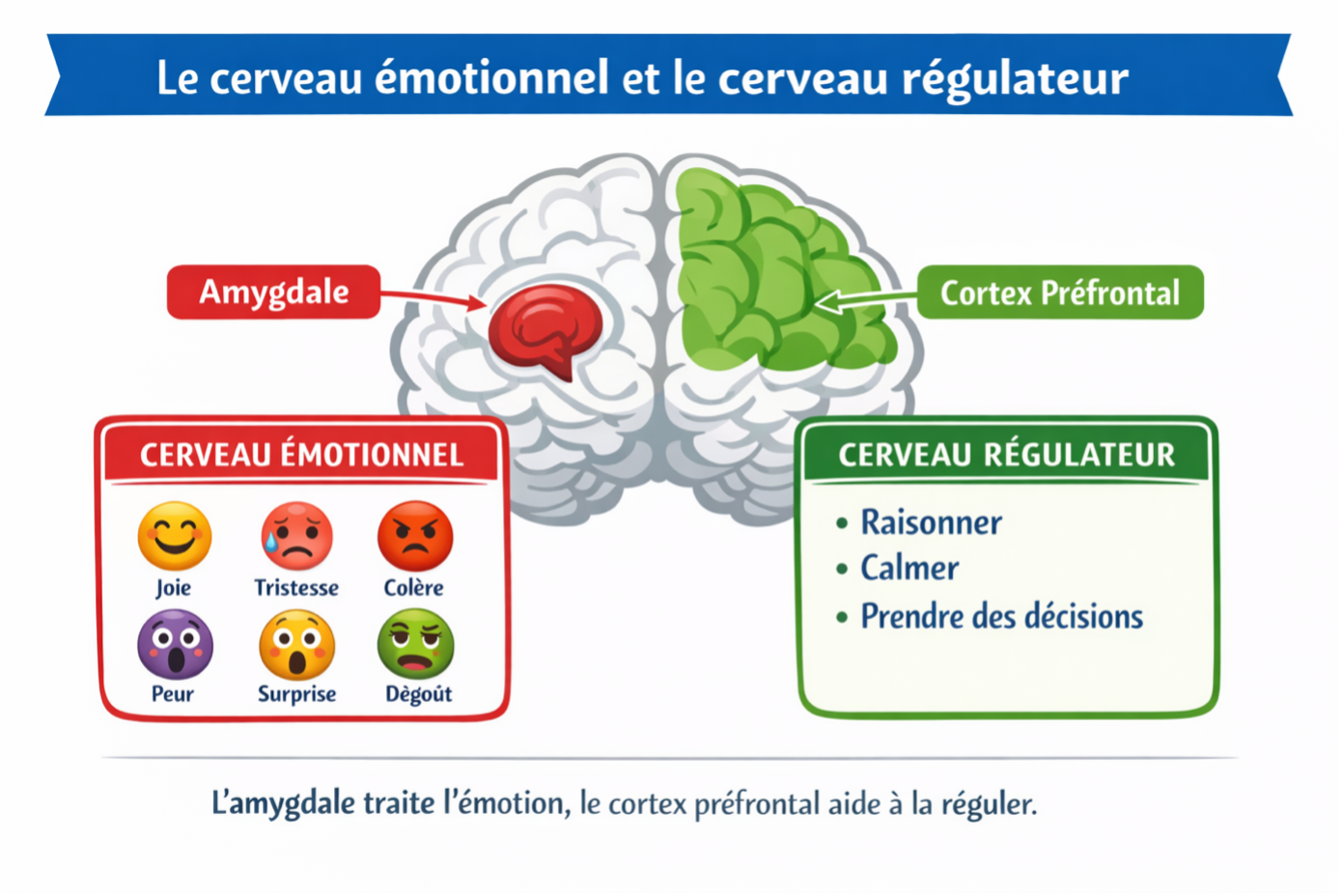 schéma cerveau amygdale cortex préfrontal français